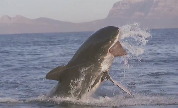 Grande tubarão branco 'bife' lançado no mar na África do Sul (Foto: Reprodução/YouTube/Oberto Beef Jerky)