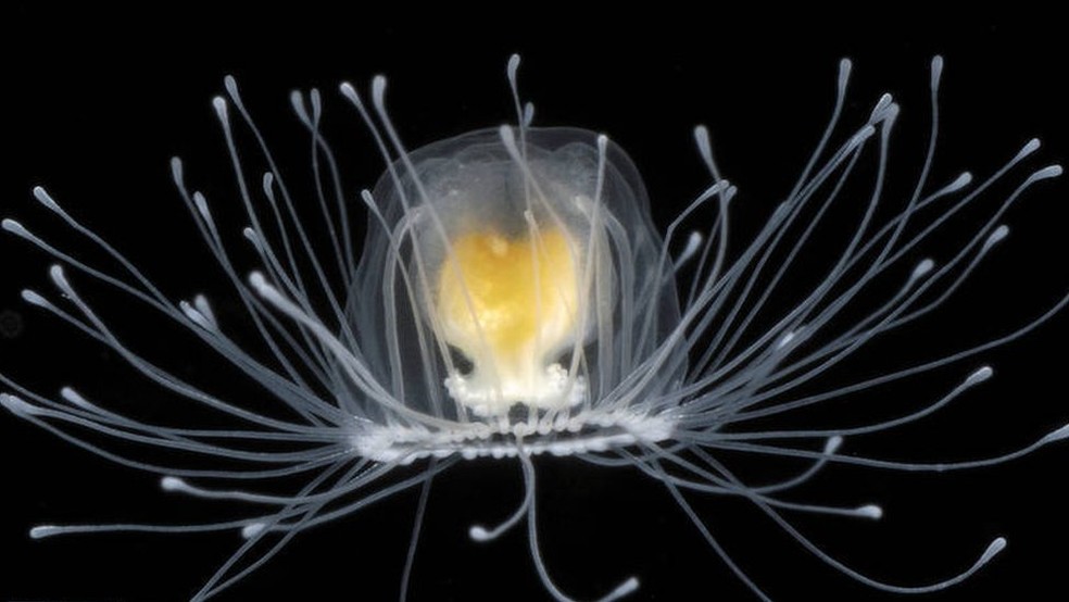  A pequena água-viva Turritopsis nutricula pode viver para sempre  (Foto: Alvaro Migotto/Cebimar/USP )