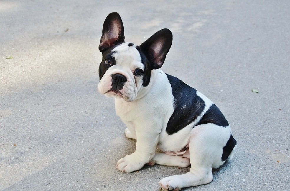 Buldogue francês — Foto: Pixabay
