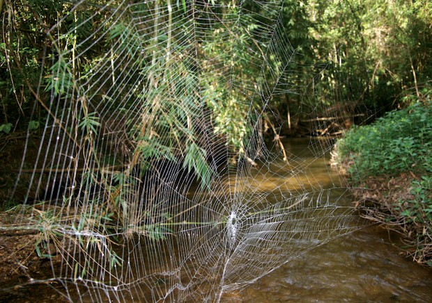 Teias feita por uma aranha-da-casca-de-Darwin - Caerostris darwini (Foto: Wikimedia Commons/ CreativeCommons)