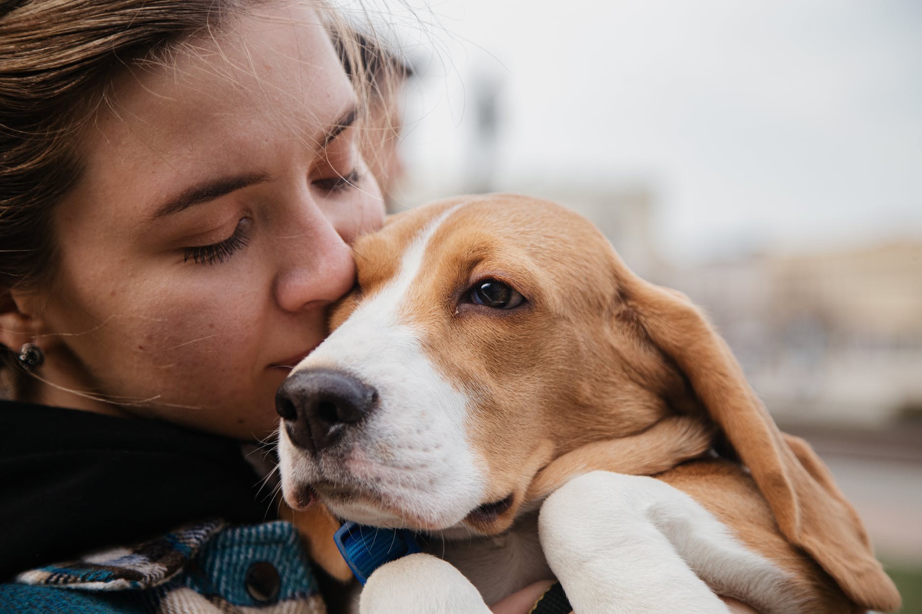 Os cachorros que sentem ciúmes do tutor mudam de comportamento de diferentes maneiras (Foto: Pexels/ Nikita Krasnov/ CreativeCommons)