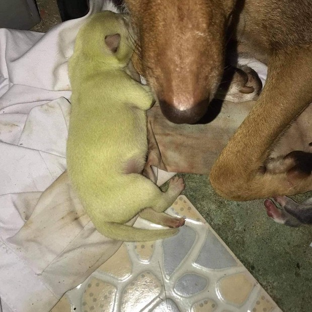 Filhote de cachorro nasce com pelo verde nas Filipinas (Foto: Chona Lacsamana/ Facebook)
