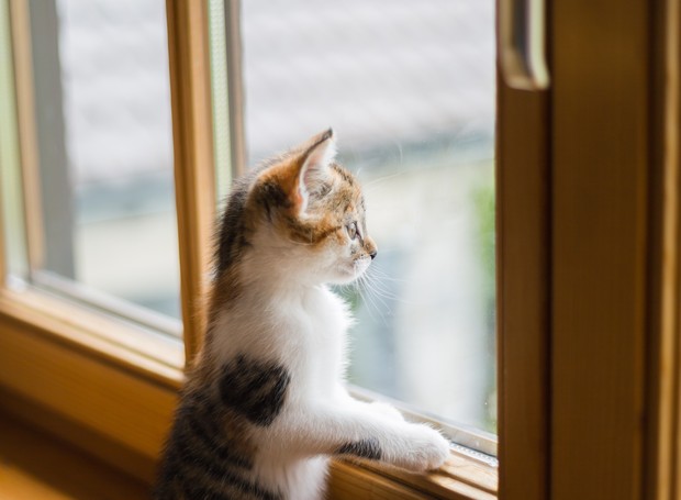Caixas de papelão, arranhadores e bolinhas são bons para os gatos se distraírem sozinhos  (Foto: Pxhere/Creative Commons)