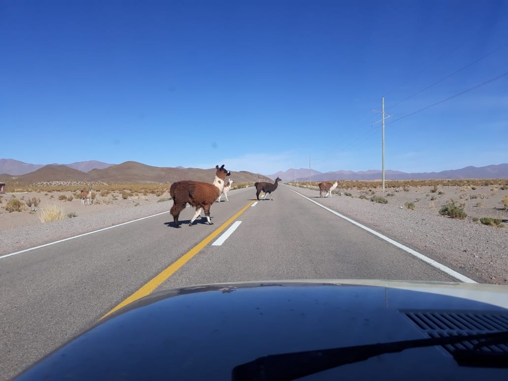 Lhamas em Susques, Jujuy, na Argentina — Foto: Arquivo pessoal/Alberto Carlos Fröhlich 