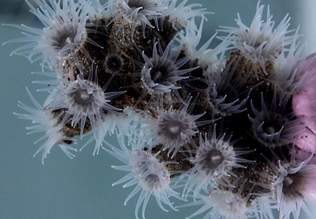Epizoanthus martinsae vive em corais negros em profundidades de quase 400 metros (Foto: Atlas via BBC News)