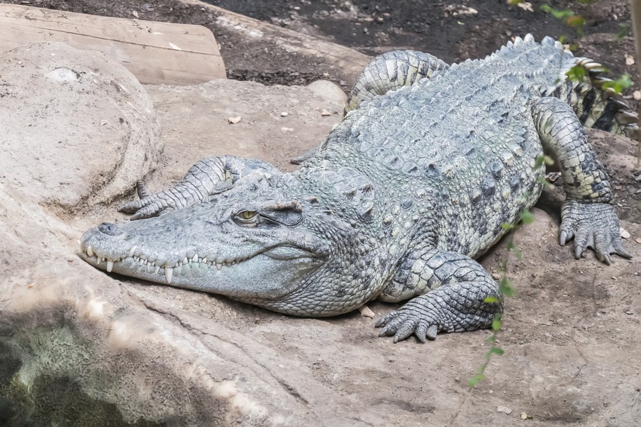 Crocodilo siamês no Camboja, animal ameaçado que está sendo recuperado devido à projeto