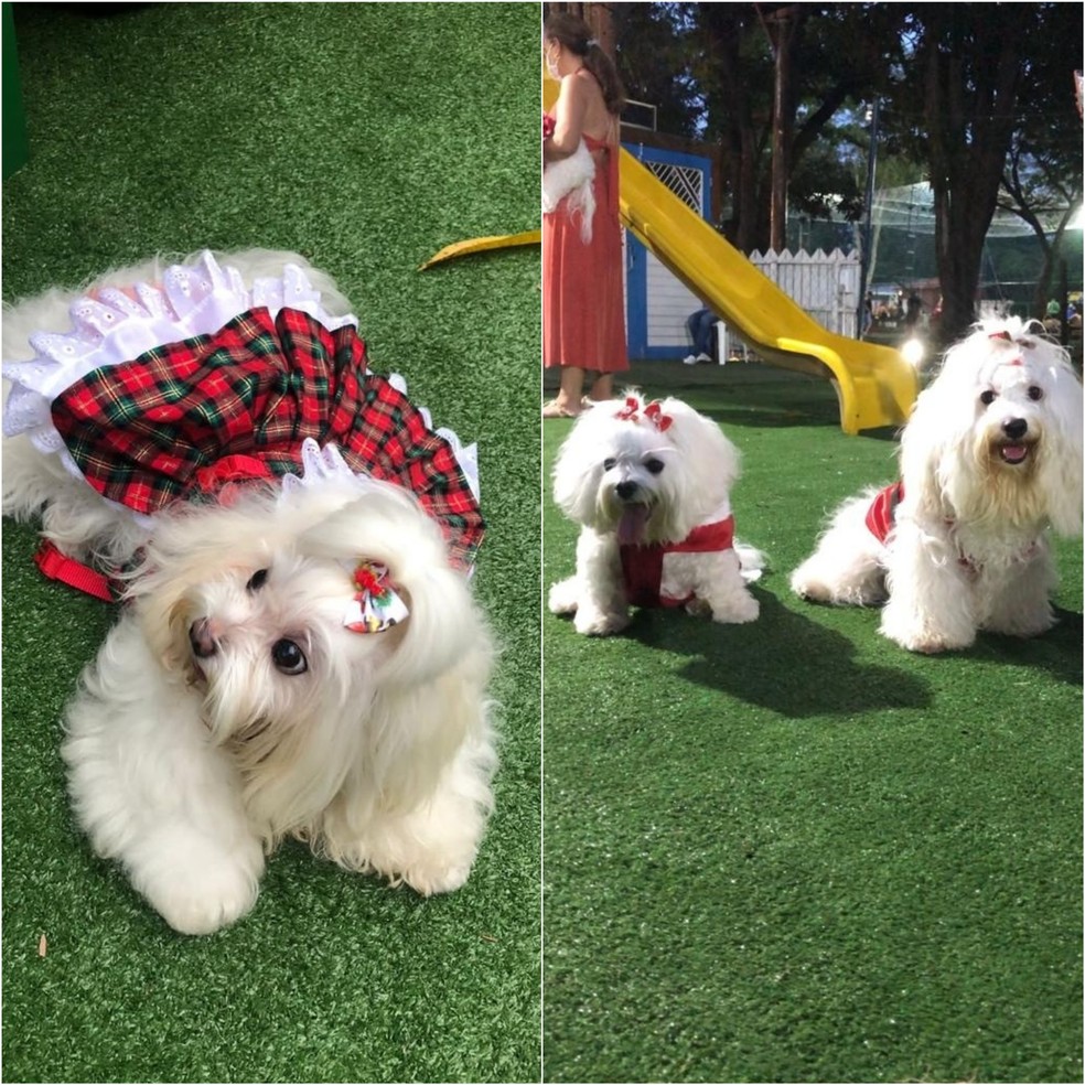 'Cãofraternização' natalina arrecada rações em Teresina — Foto: Divulgação