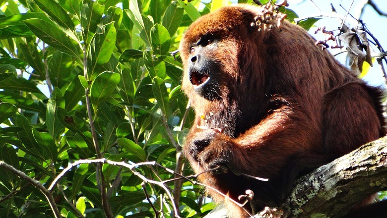 Bugio, macaco (Foto: Davis Santana)