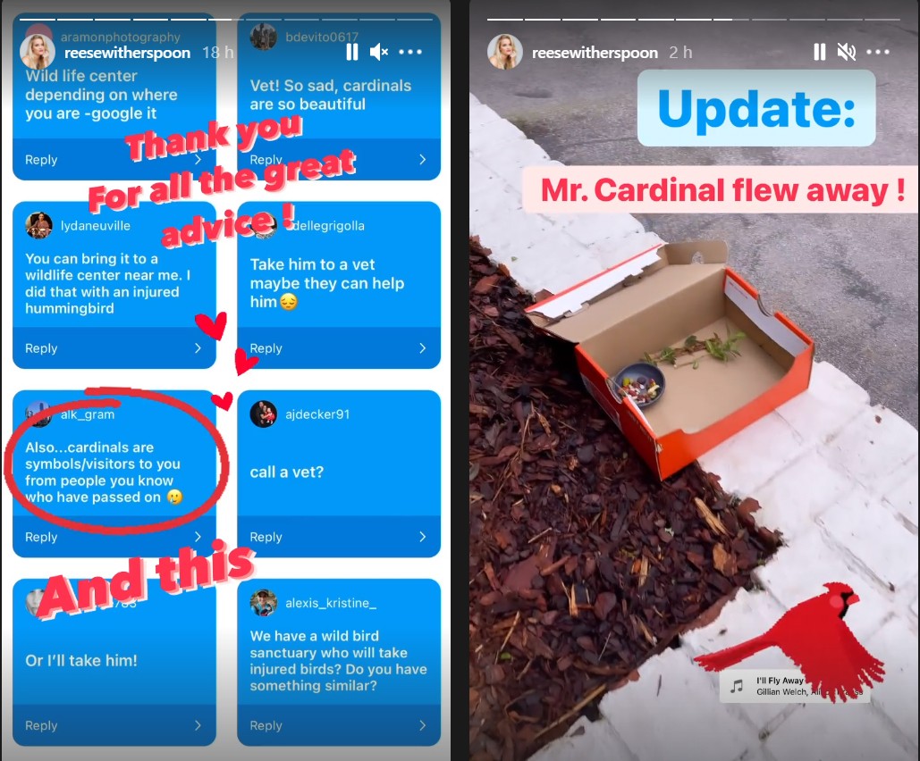 Sequência de publicações que Reese Witherspoon fez no Instagram sobre o cardeal que ela encontrou perto de sua casa (Foto: Reprodução / Instagram)