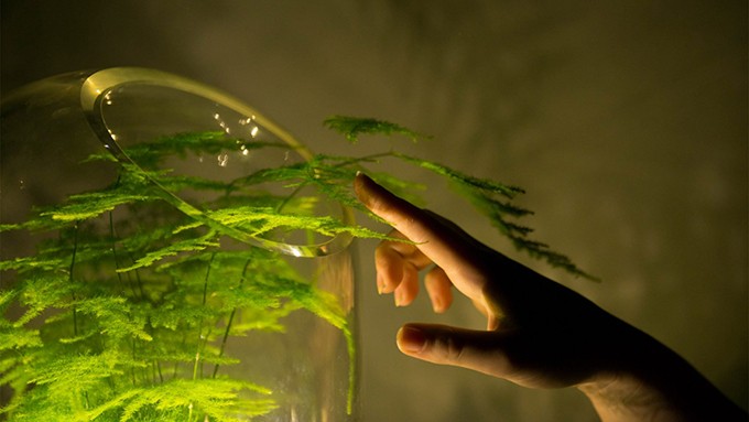 Esta lâmpada acende com a energia produzida por plantas (Foto: Divulgação)