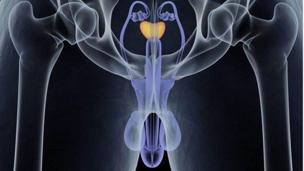 A função principal da próstata é fornecer o fluido prostático ou líquido seminal, que se mistura com os espermatozoides nos testículos para que possam sobreviver e ser expelidos durante a ejaculação. — Foto: Getty Images via BBC
