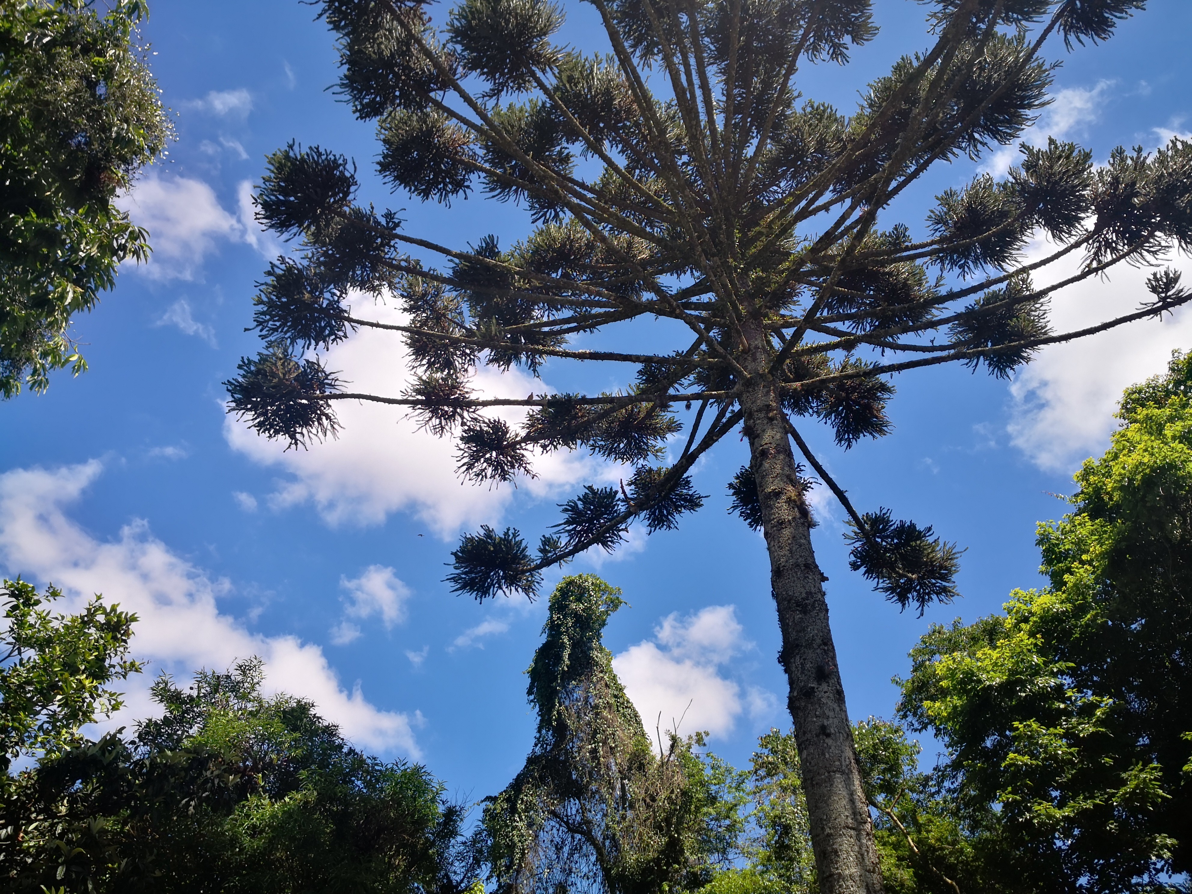 Começo do Outono no Paraná será de temperaturas amenas e chuvas isoladas, indica Simepar