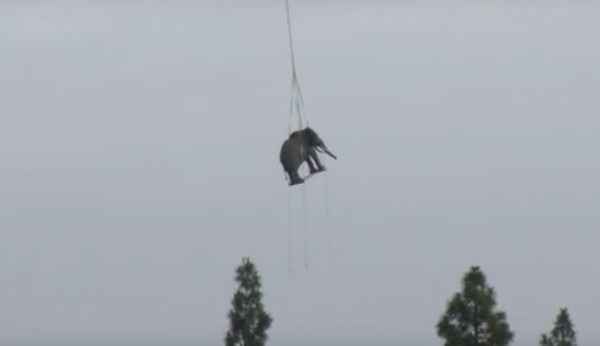 Helicóptero transporta elefante em parque dos Estados Unidos (Foto: Reprodução/YouTube)