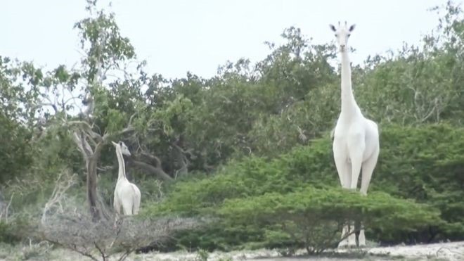Caçadores matam duas das últimas três girafas brancas do mundo thumbnail