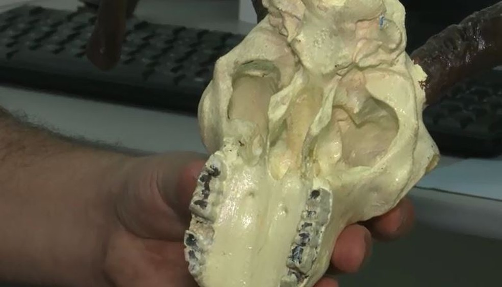 Crânio de caprino foi impresso em 3D para ser usado em aulas de medicina veterinária (Foto: Reprodução/Rede Amazônica Acre)