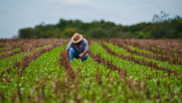 Agricultura ; agronégocio ; crédito rural ; agricultura de subsistência ; fazenda ; plantio ; plantação ;  (Foto: Divulgação)