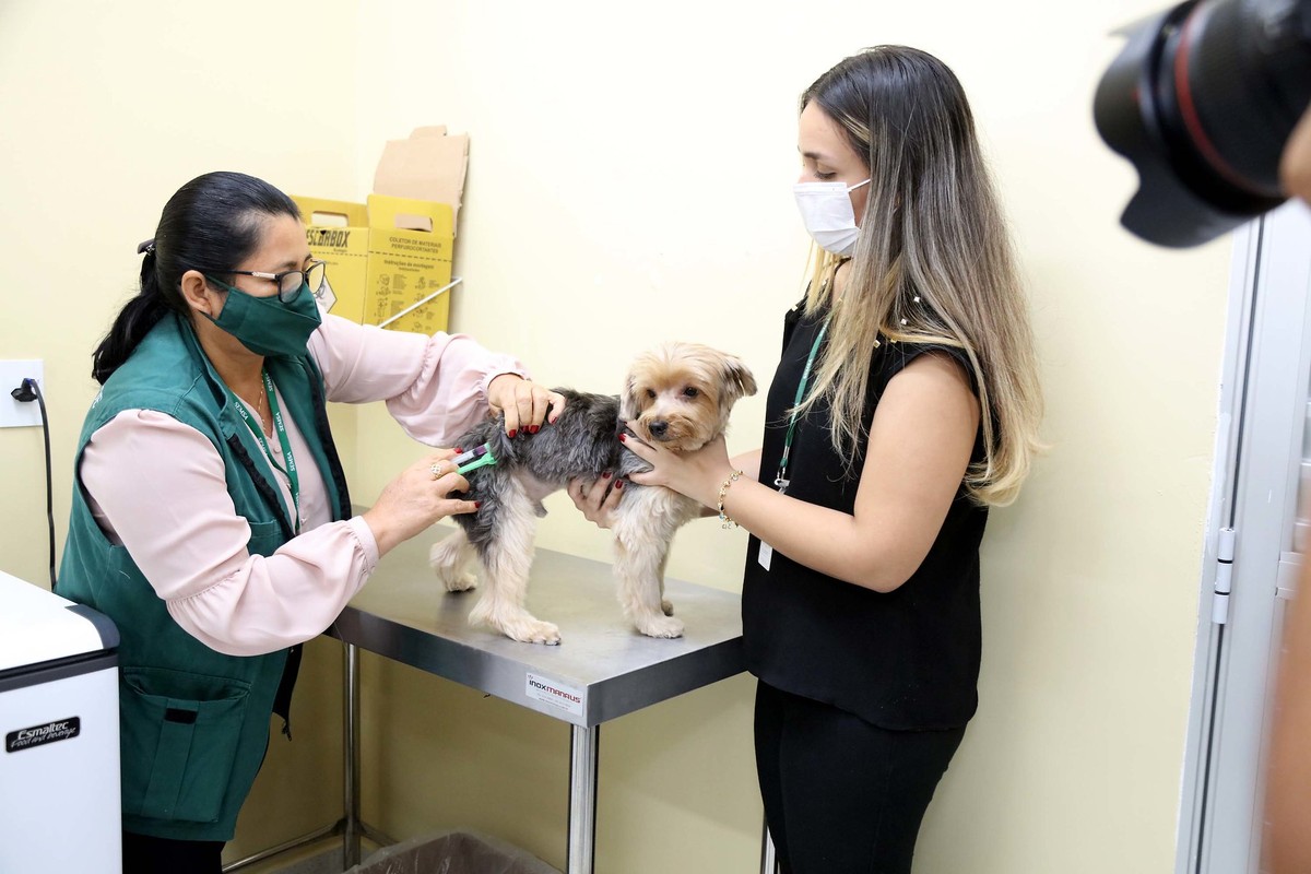 Campanha de Vacinação Antirrábica terá início em Manaus nesta terça (13) |  Amazonas | G1