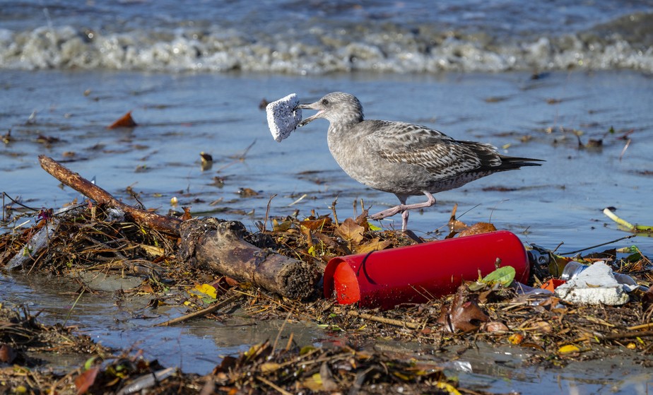 Lixo nas praias e oceano: ameaça à vida.