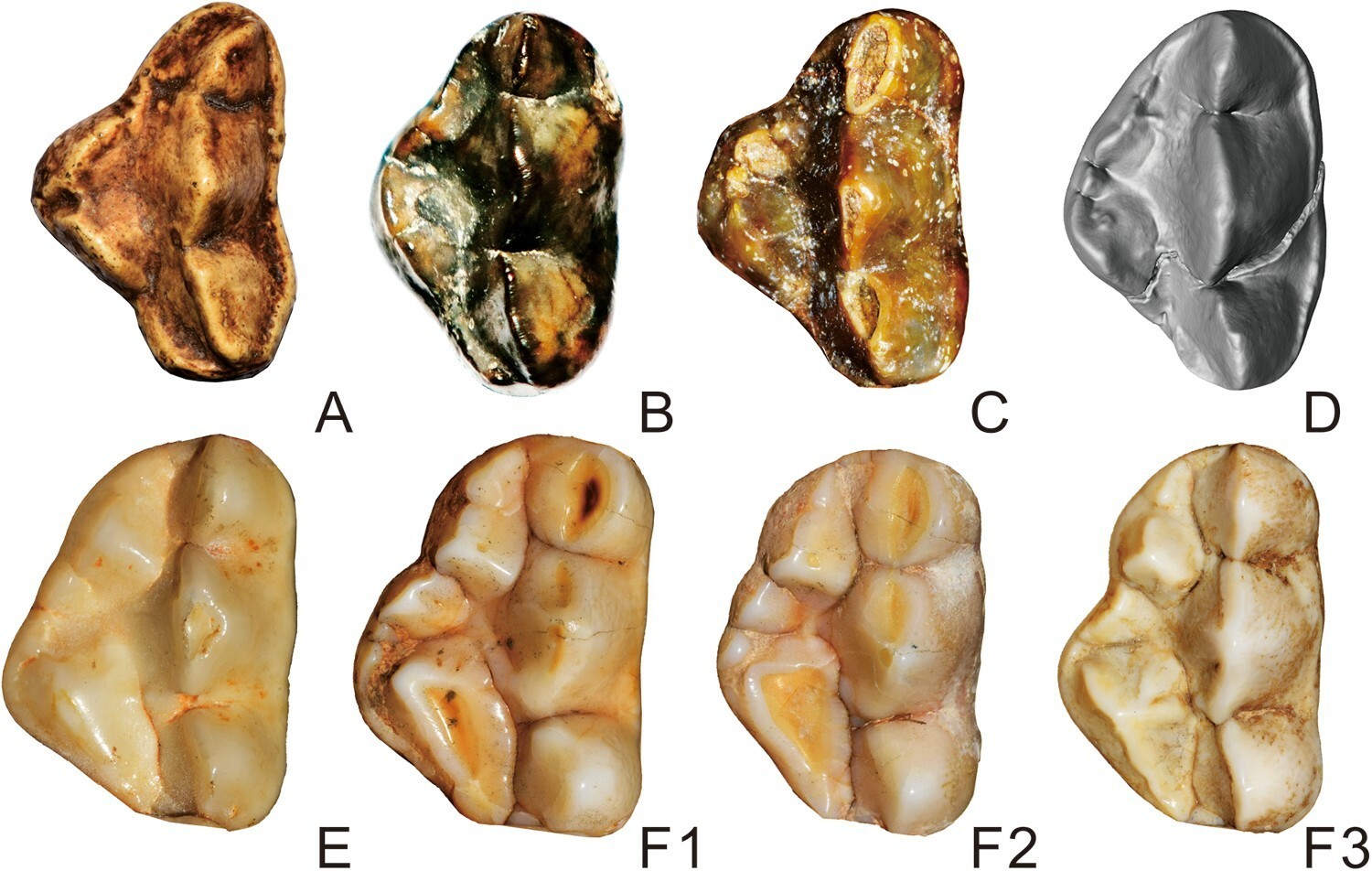 Dentição superior de Agriarctos nikolovi em comparação com outros representantes de Ailuropodini (Foto: Qigao Jiangzuo)