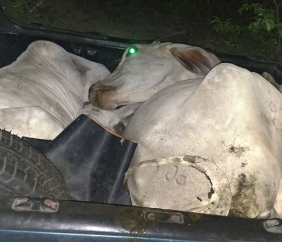 Bois furtados e transportados em caminhonete são resgatados na Bahia — Foto: Divulgação/SSP-BA