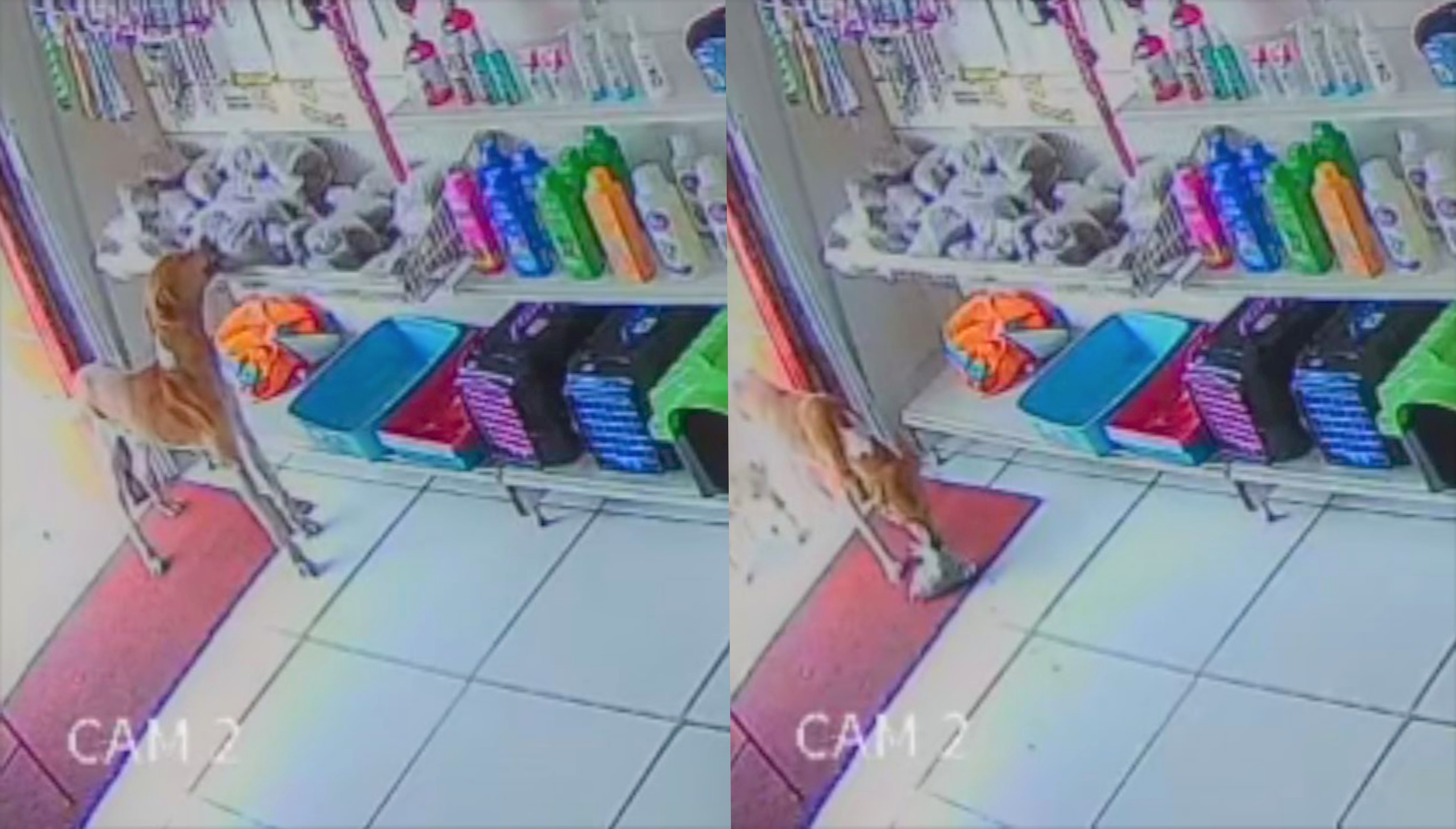 'Cão ladrão' invade pet shop em SP, furta ração e foge abanando o rabo; VÍDEO