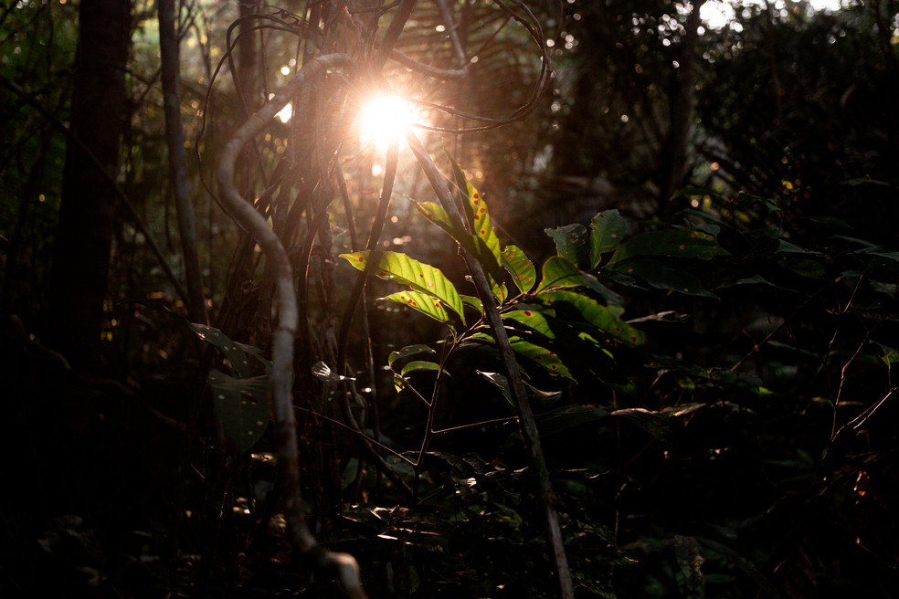 O pôr do sol entre as árvores da floresta encantada, Alter do Chão — Foto: Marcelo Brandt/G1