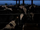 Criadores vacinam gado contra a aftosa na maioria dos estados do país