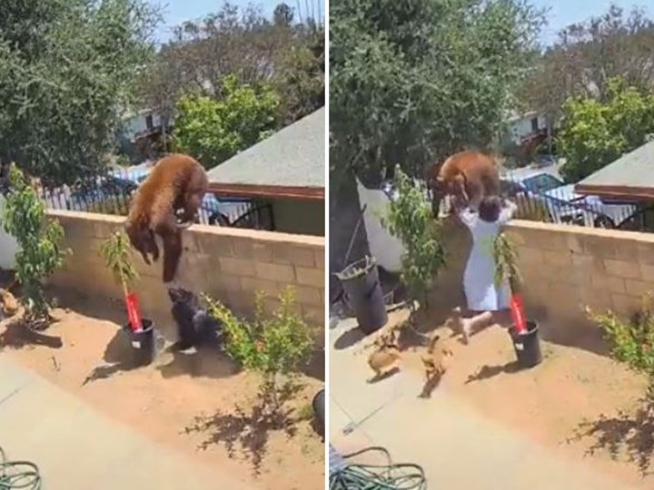Viralizou Adolescente Consegue Derrubar Urso Que Invadiu Sua Casa E Atacou Seus Cachorros Vogue Atualidades