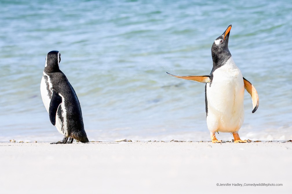 DR entre pinguins: "fala com a minha mão" — Foto: Jennifer Hadley/Comedy Wildlife 2022