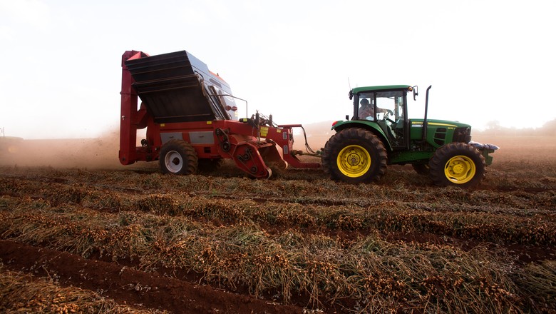  Colheita de amendoim em fazenda na regio (Foto: Silva Junior/Ed. Globo)