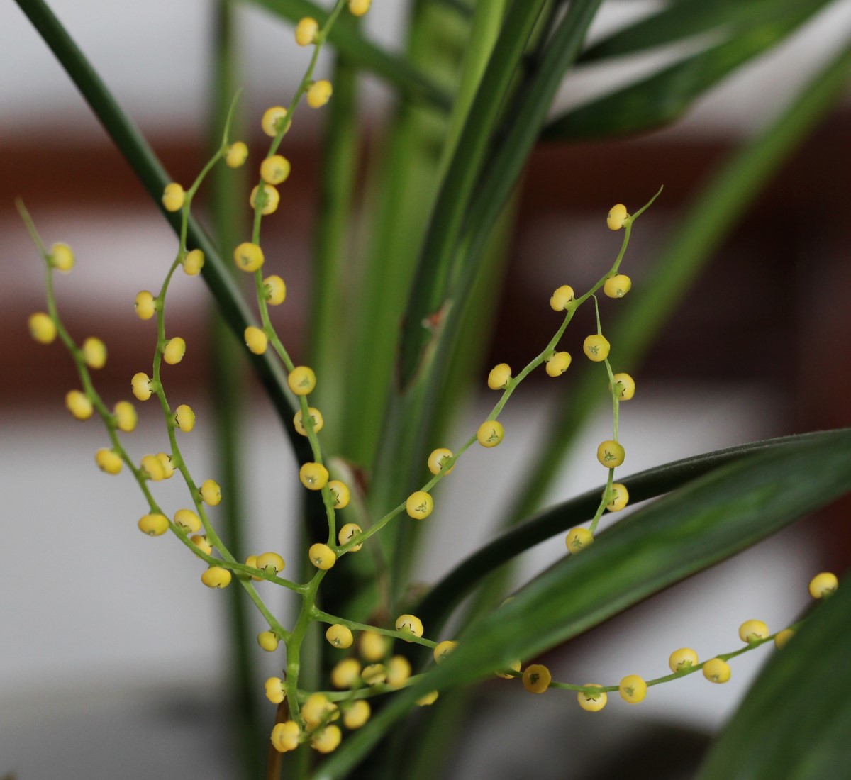  A inflorescência surge na primavera e verao e é do tipo rácemo, com diminutas flores amarelas, e de pouca importância ornamental (Foto: Flickr / alloe / CreativeCommons)