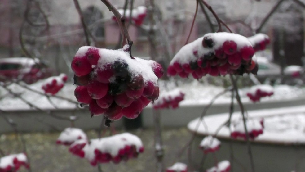 Frutas ficam congeladas na árvore após neve cair em Kiev no dia 17 de novembro de 2022 — Foto: Reuters