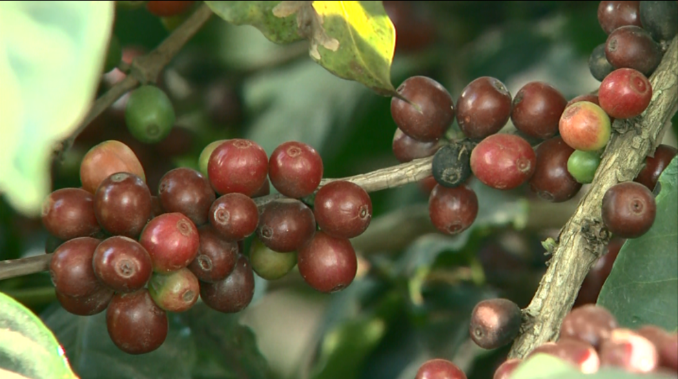 Saca de café custa R$320,00 em Porto Velho e R$ 380,00 em Jaru (Foto: Reprodução / EPTV)