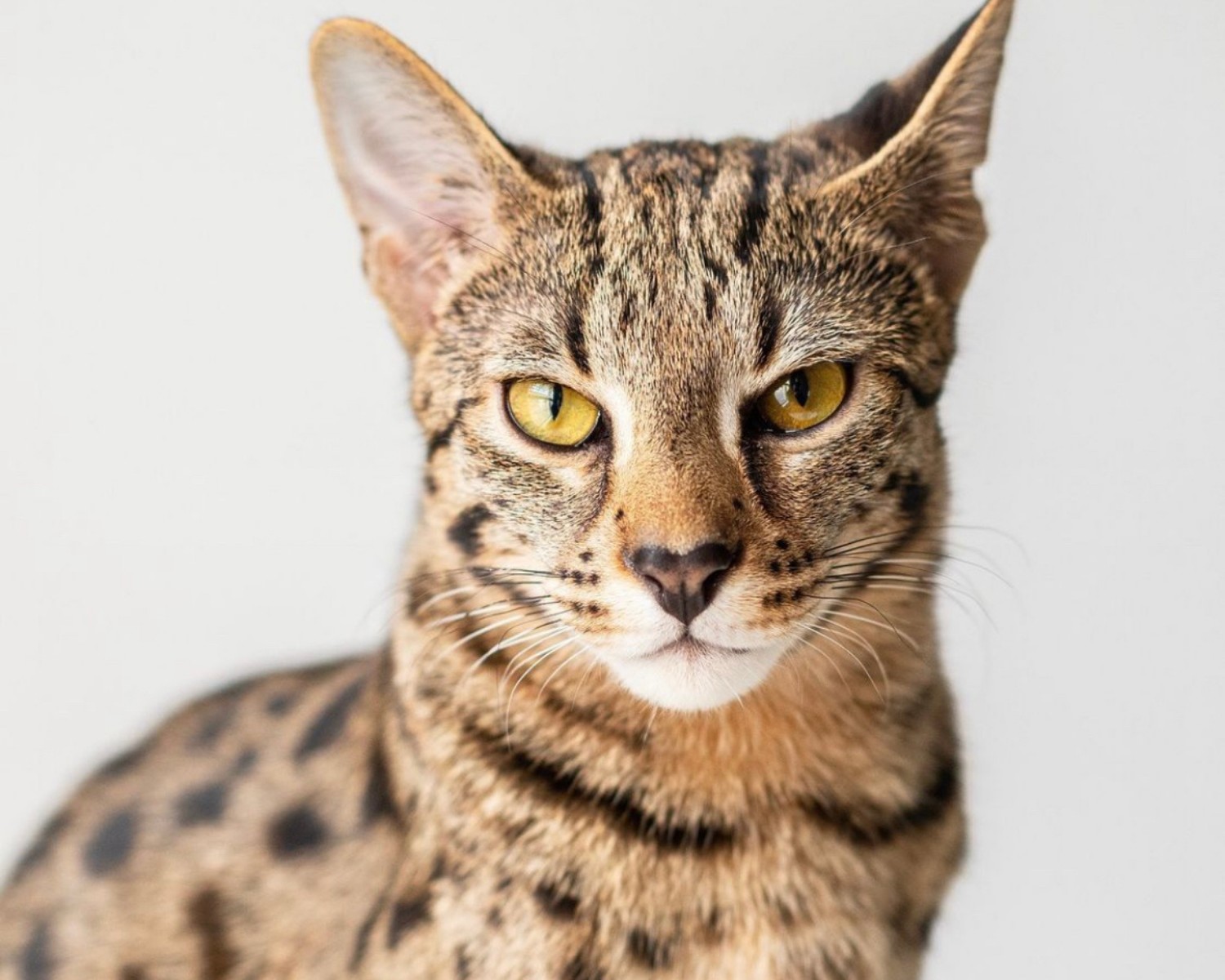 O gato ashera é a raça mais cara entre os felinos domésticos (Foto: Instagram / @kona_and_kai_ / Reprodução)