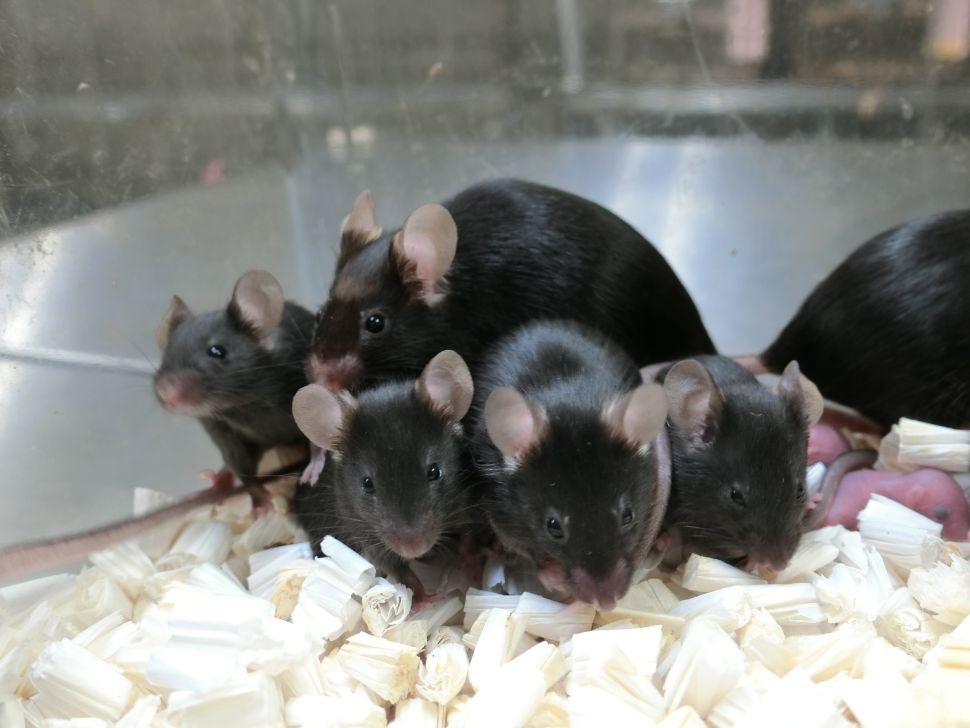 Amostras de sêmen de ratos congeladas no espaço geram ninhada saudável (Foto: Teruhiko Wakayama/Universidade de Yamanashi)