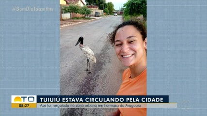 Tuiuiú aparece em Formoso do Araguaia e chama atenção de moradores