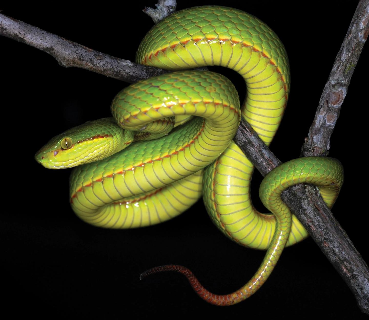 Serpente Azul De Cobra De Víbora Cabeça De Serpente De Víbora Foto