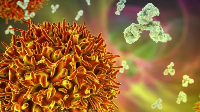 Os linfócitos B (em laranja e amarelo na ilustração) fabricam anticorpos específicos (em verde) para neutralizar diferentes ameaças (Foto: GETTY IMAGES via BBC)