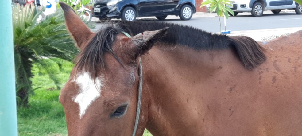 Cavalo é agredido por dono e abandonado em praça de Iguatu, no Ceará. — Foto: Wandenberg Belém/ SVM