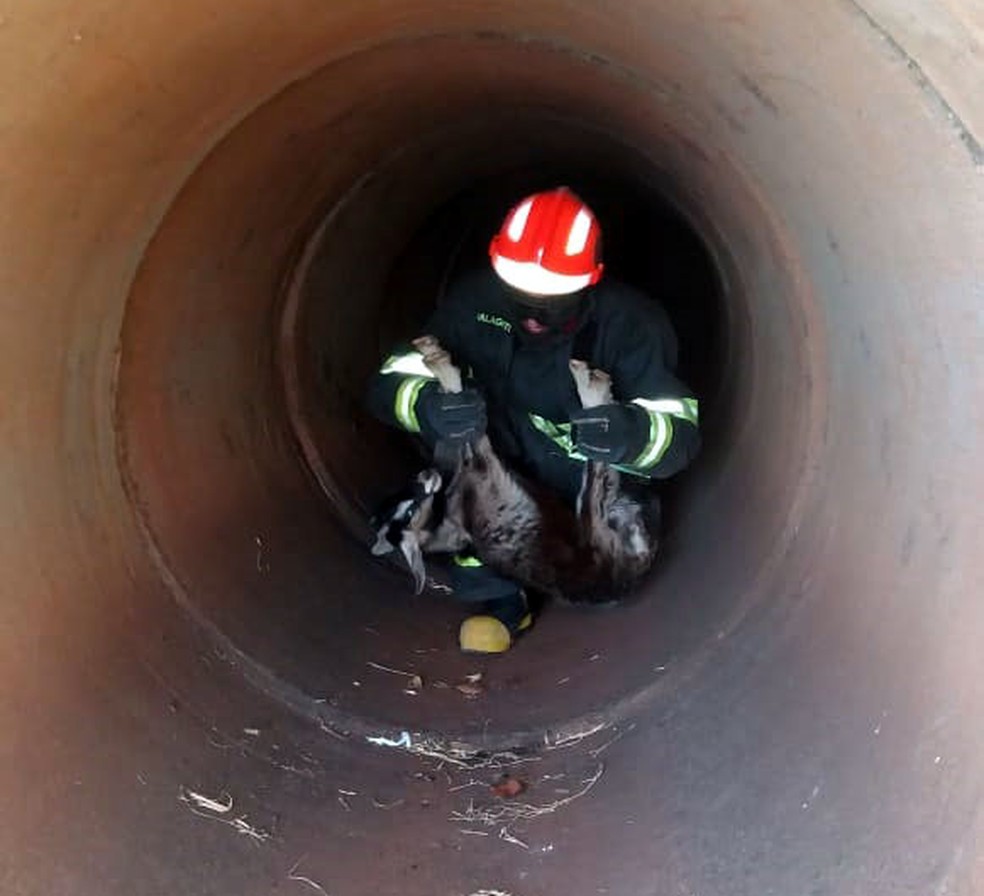 Cabritos foram resgatados pelo Corpo de Bombeiros em Presidente Epitácio (Foto: Corpo de Bombeiros/Cedida)