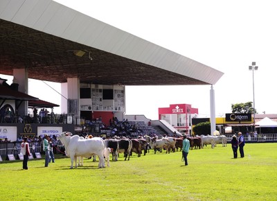 Leilão durante a Expozebu 2019 (Foto: Divulgação/ABCZ)