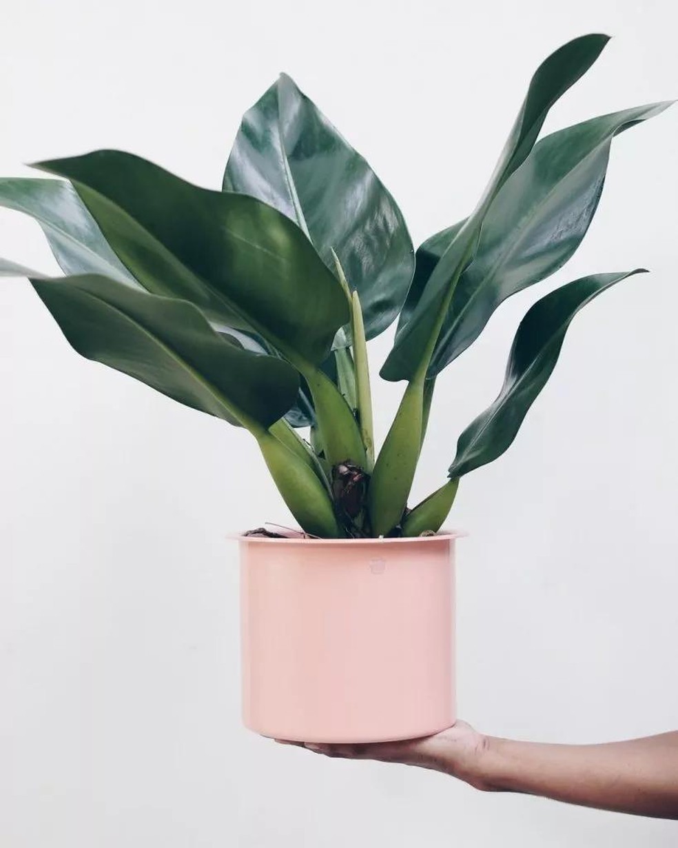 Plantas ornamentais: 10 espécies para ter na sala de estar | Smart | Casa  Vogue