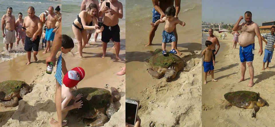 O animal virou atração turística