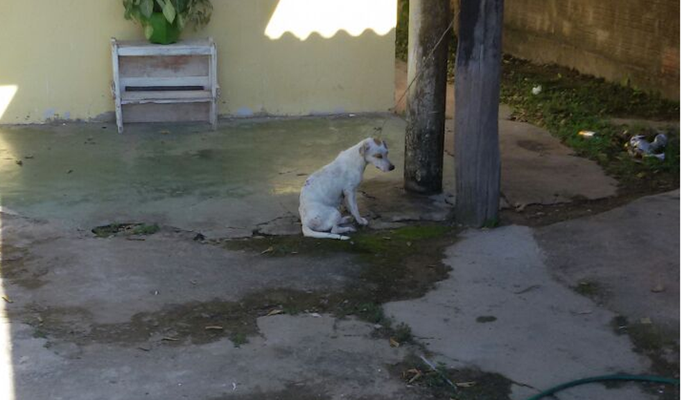 Cachorra amarrada com corda curta, em Porto Murtinho, MS (Foto: PMA/Divulgação)