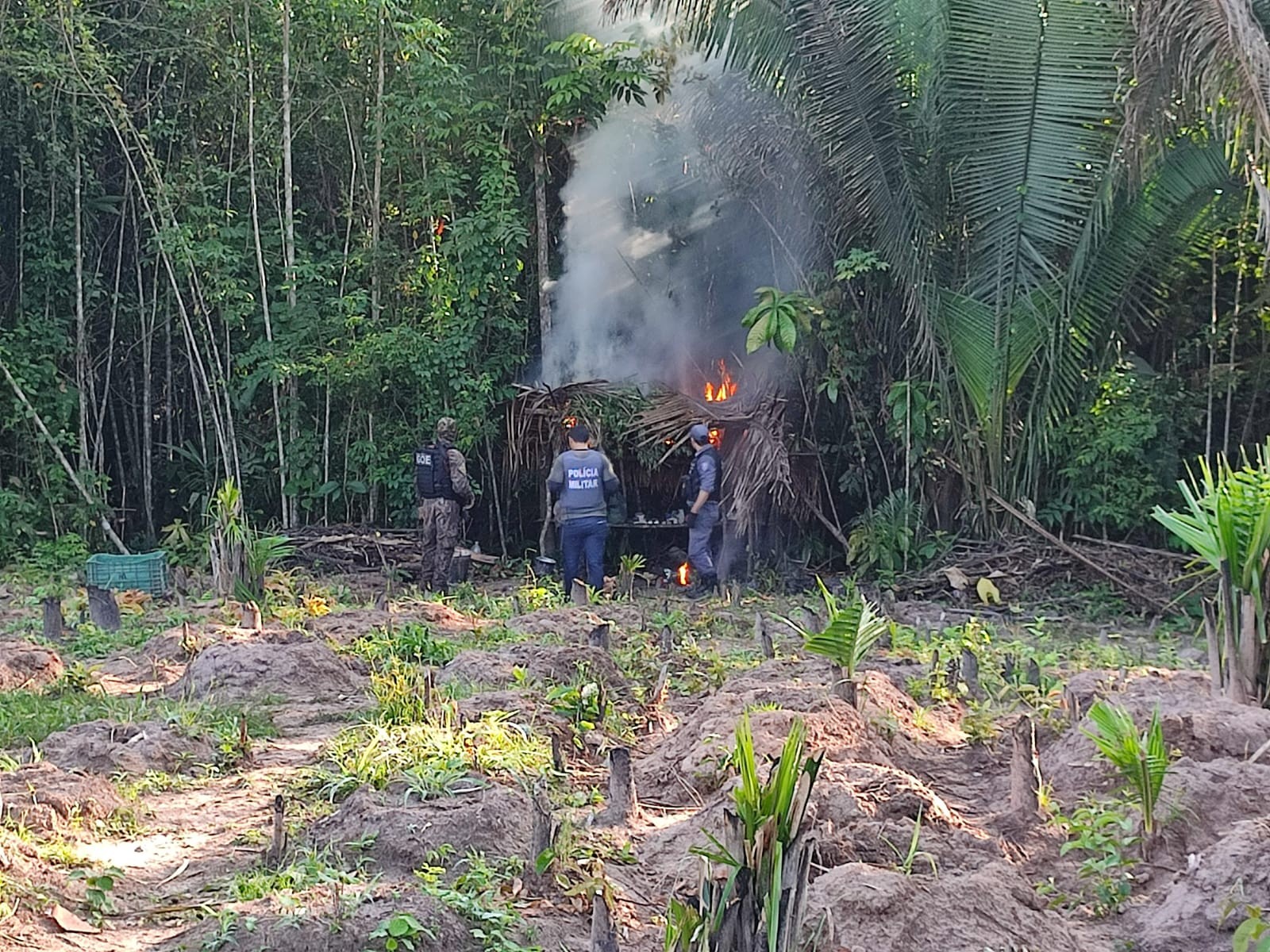 Trio suspeito de cultivar roça de maconha é preso no interior do Maranhão