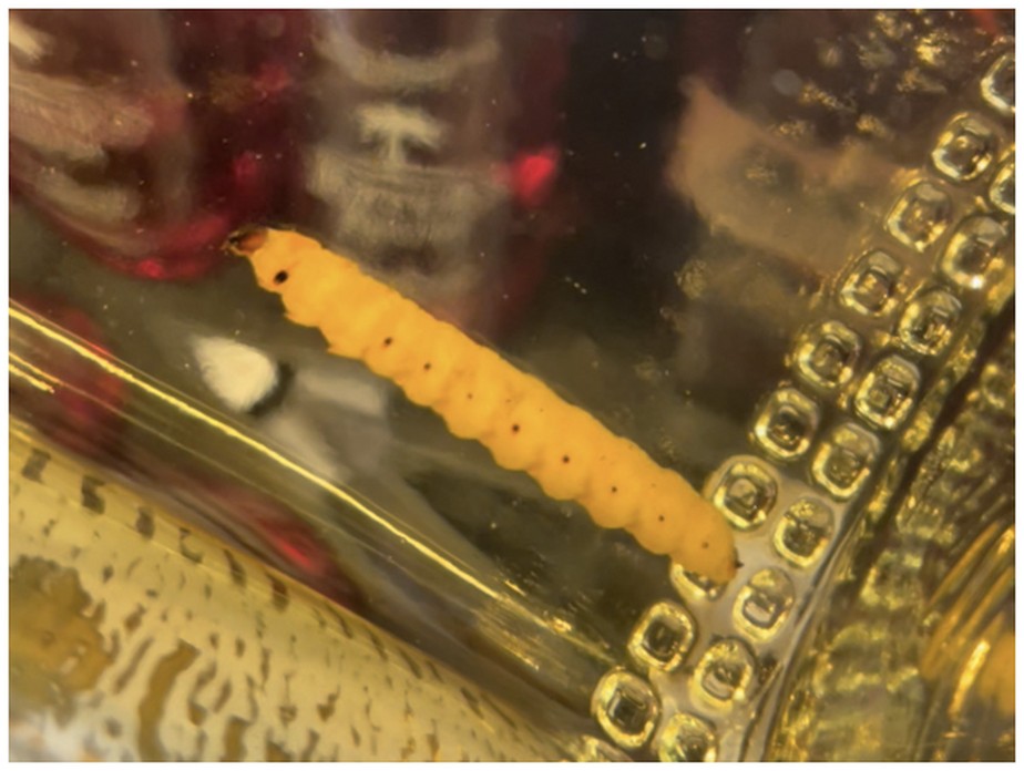 Imagem em close mostrando um verme dentro de uma garrafa de mezcal “Lajita Reposado”.