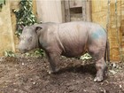 Captura de rinoceronte de Sumatra aumenta esperanças na Malásia