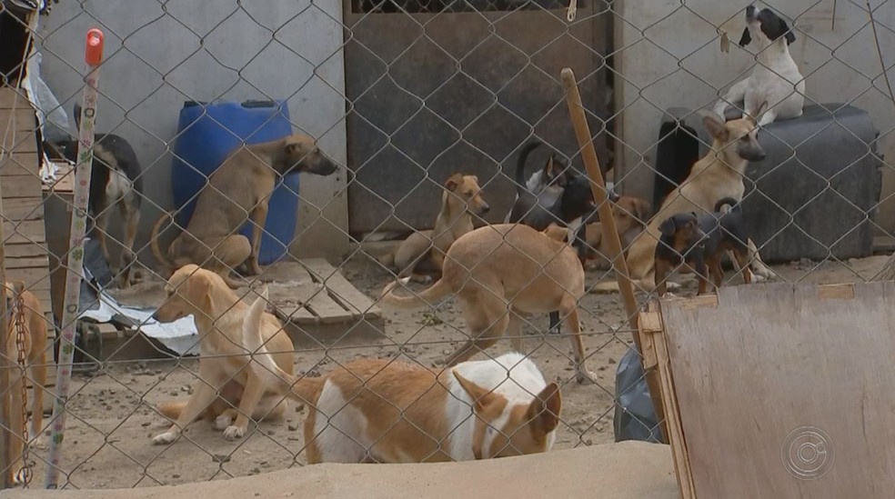 Moradores alegam que canil de Guareí (SP) apresenta superlotação — Foto: Reprodução/TV TEM