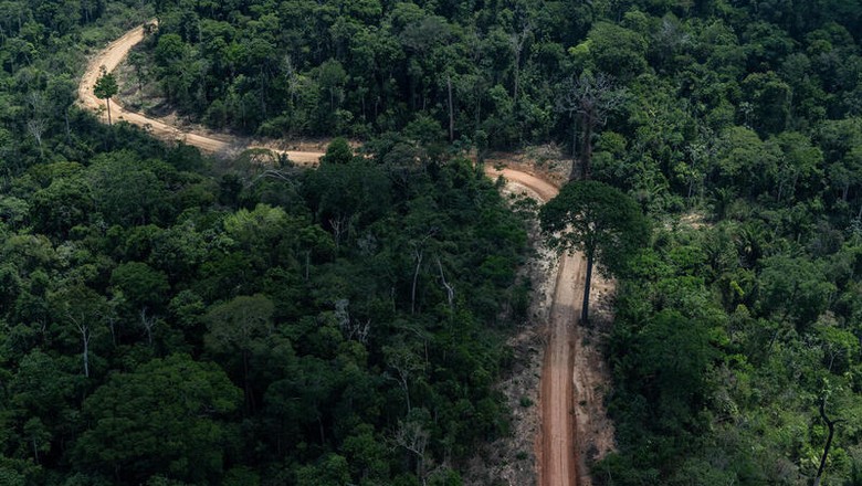 Estrada aberta em meio à floresta amazônica em Trairão, Pará (Foto: Victor Moriyama/Greenpeace)