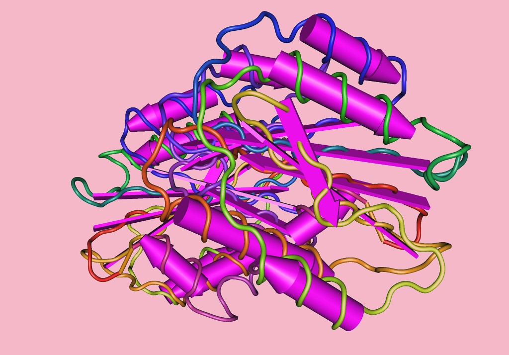 Fator de von Willebrand, proteína pode explicar complicações por Covid-19 (Foto: Nevit Dilmen/Wikimedia Commons)